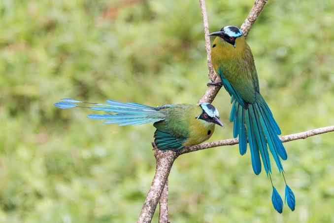Avistamiento de aves